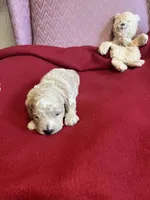 Lennie three, a male Miniature Goldendoodle for sale in Kingston, TN – 2 of 2