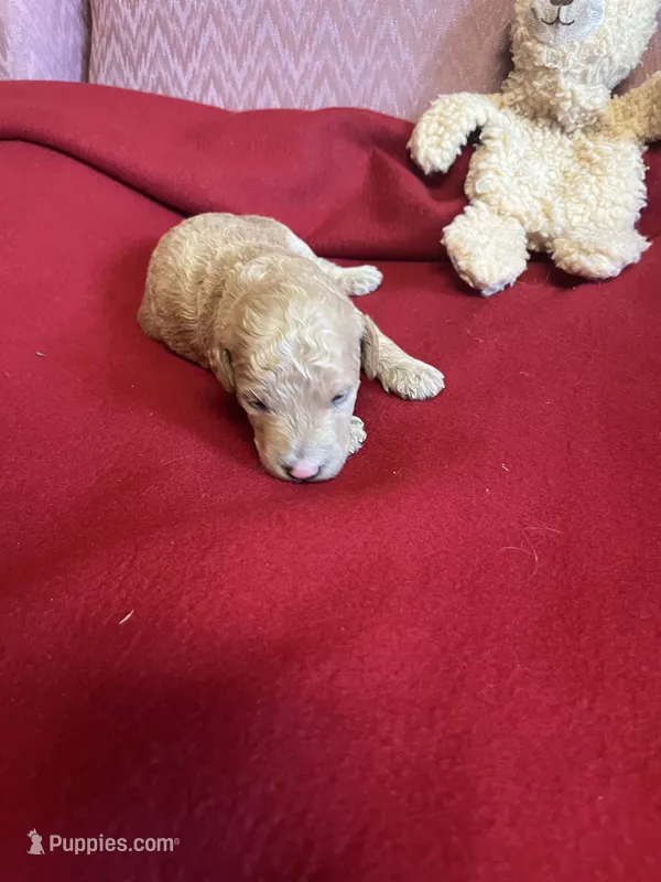 Lennie one – Miniature Goldendoodle puppy for sale in Kingston, TN