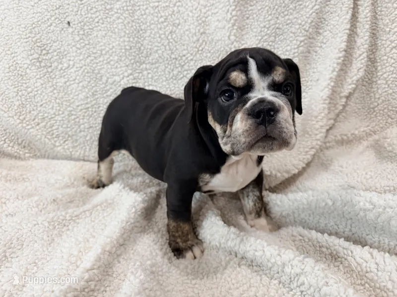 Severus  – English Bulldog puppy for sale in Denver, CO