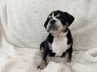 Severus , a male English Bulldog for sale in Denver, CO – Photo 2 of 2