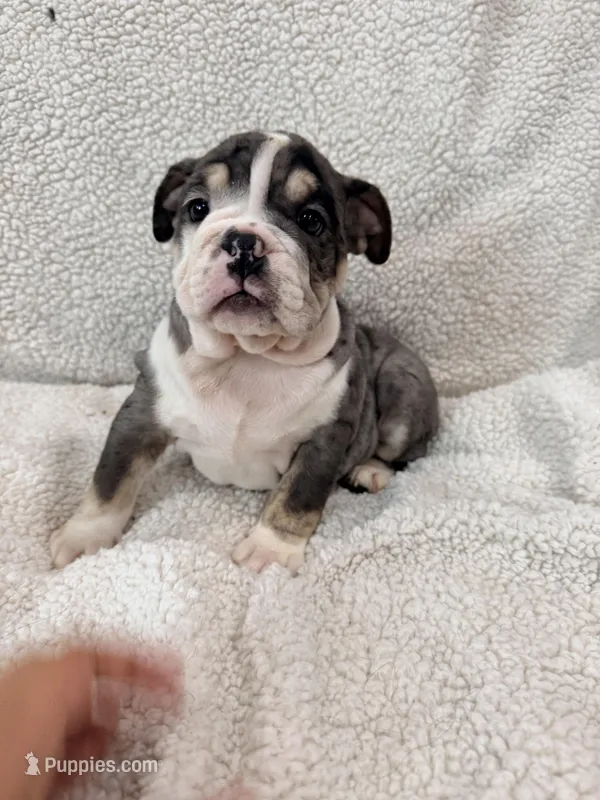 Cedric  – English Bulldog puppy for sale in Denver, CO