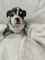 Cedric , a male English Bulldog for sale in Denver, CO – Photo 5 of 5