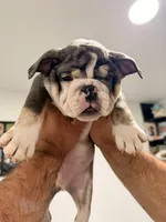 Cedric , a male English Bulldog for sale in Denver, CO – Photo 3 of 5