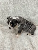 Cedric , a male English Bulldog for sale in Denver, CO – Photo 2 of 5