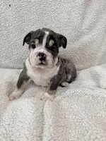 Cedric , a male English Bulldog for sale in Denver, CO – Photo 4 of 5