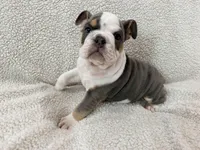 Neville , a male English Bulldog for sale in Denver, CO – Photo 4 of 4