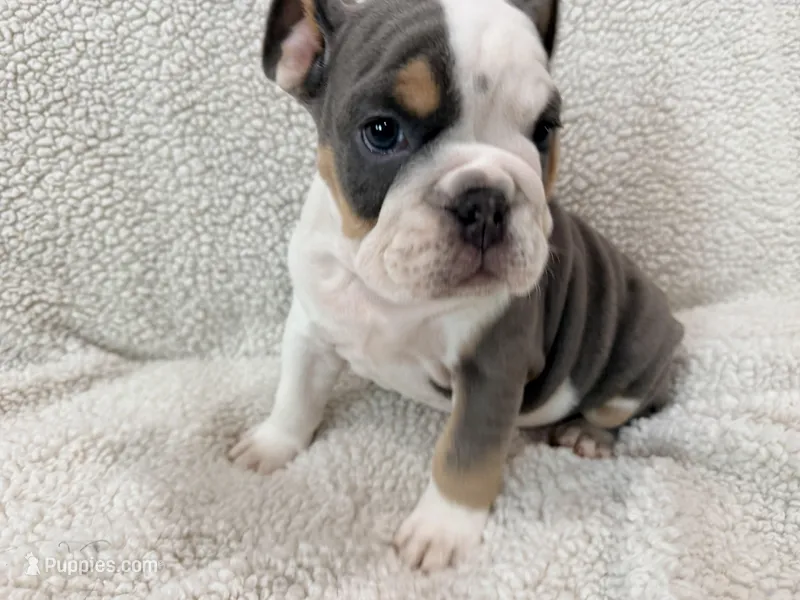 Neville  – English Bulldog puppy for sale in Denver, CO
