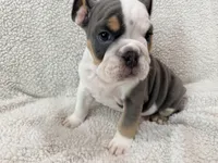 Neville , a male English Bulldog for sale in Denver, CO – Photo 1 of 4