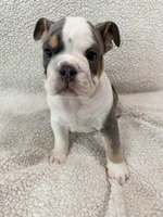 Neville , a male English Bulldog for sale in Denver, CO – Photo 2 of 4