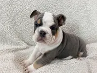 Neville , a male English Bulldog for sale in Denver, CO – Photo 3 of 4