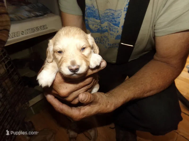 buttercup – Miniature Dachshund puppy on hold in Stewartstown, NH