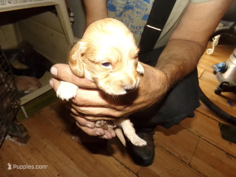 bubbles – Miniature Dachshund puppy on hold in Stewartstown, NH