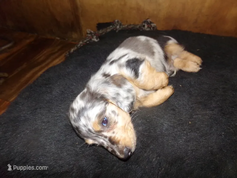 buddy – Miniature Dachshund puppy for sale in Stewartstown, NH