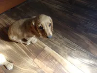 bubbles, a female Miniature Dachshund for sale in Stewartstown, NH – 2 of 2
