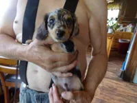 buddy, a male Miniature Dachshund for sale in Stewartstown, NH – 3 of 3