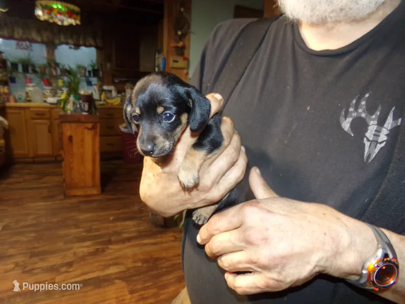 april – Miniature Dachshund puppy for sale in Stewartstown, NH
