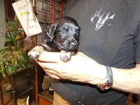 june, a female Miniature Dachshund for sale in Stewartstown, NH – 2 of 4