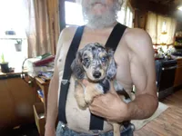 buddy, a male Miniature Dachshund for sale in Stewartstown, NH – 2 of 3