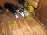 june, a female Miniature Dachshund for sale in Stewartstown, NH – 3 of 4