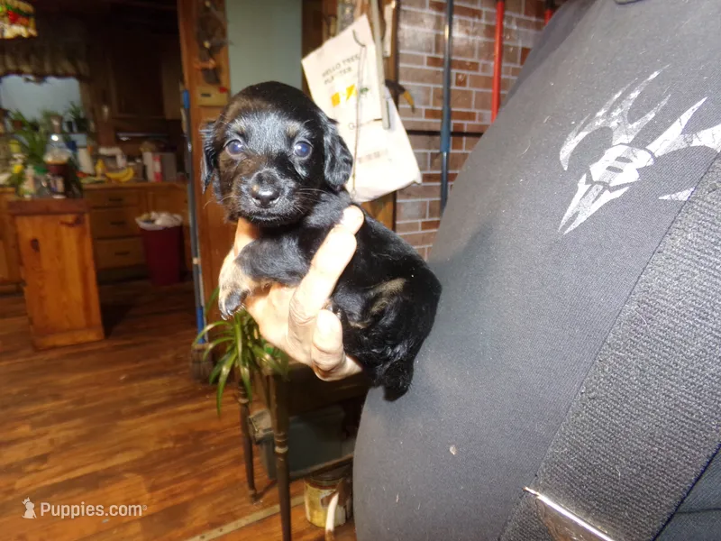 june – Miniature Dachshund puppy for sale in Stewartstown, NH