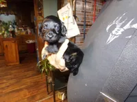 june, a female Miniature Dachshund for sale in Stewartstown, NH – 1 of 4