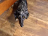 june, a female Miniature Dachshund for sale in Stewartstown, NH – 4 of 4