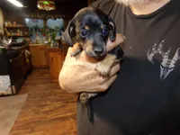 april, a female Miniature Dachshund for sale in Stewartstown, NH – 2 of 2