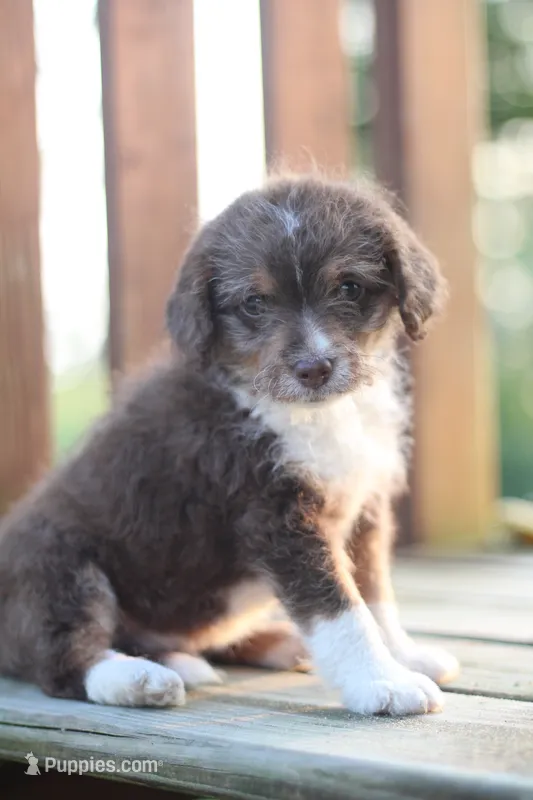 Tippy – Mountain Cur, Poodle - Toy  puppy for sale in Macy, IN