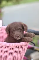 TRIXY, a female Mountain Cur and Poodle - Toy  for sale in Macy, IN – 4 of 4