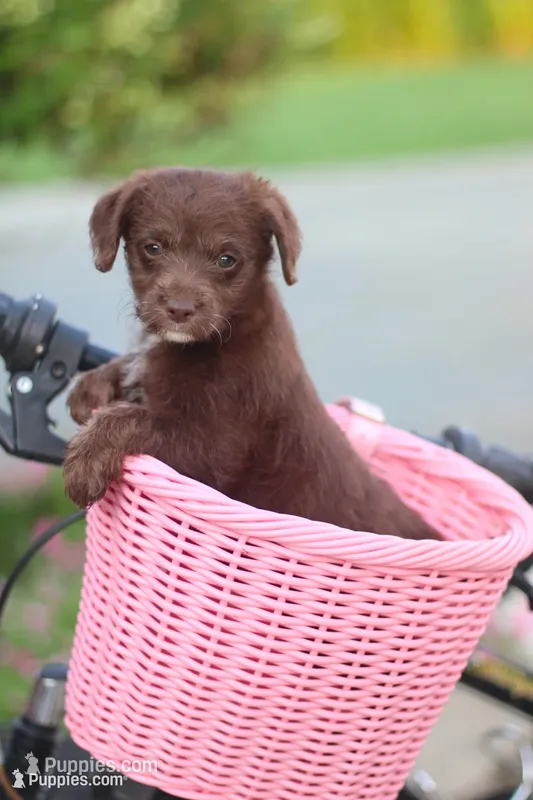 TRIXY – Mountain Cur, Poodle - Toy  puppy for sale in Macy, IN
