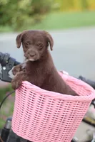 TRIXY, a female Mountain Cur and Poodle - Toy  for sale in Macy, IN – 3 of 4
