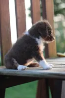 Tippy, a male Mountain Cur and Poodle - Toy  for sale in Macy, IN – 2 of 4