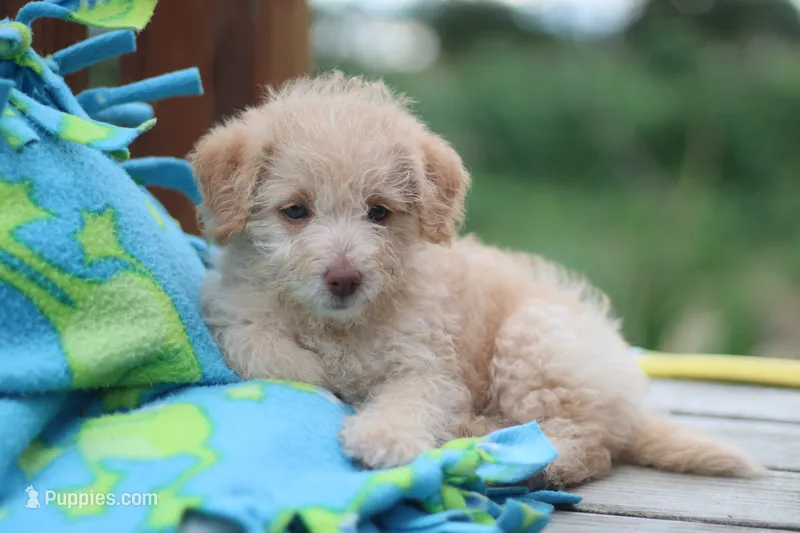 Sparky – Mountain Cur, Poodle - Toy  puppy for sale in Macy, IN