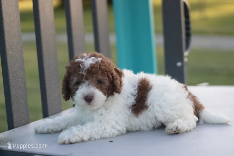 Spotty – Mountain Cur, Poodle - Toy  puppy for sale in Macy, IN