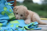 Sparky, a male Mountain Cur and Poodle - Toy  for sale in Macy, IN – 2 of 6