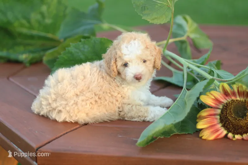 Tiny – Mountain Cur, Poodle - Toy  puppy for sale in Macy, IN