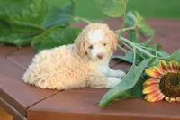 Tiny, a female Mountain Cur and Poodle - Toy  for sale in Macy, IN – 1 of 4