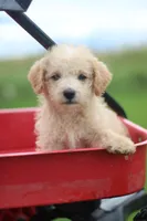 Buster, a male Mountain Cur and Poodle - Toy  for sale in Macy, IN – 2 of 4