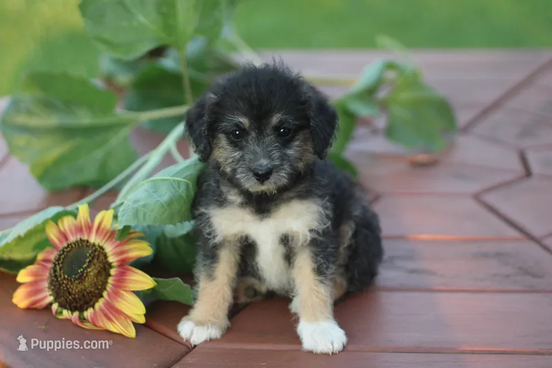 Socks – Mountain Cur, Poodle - Toy  puppy for sale in Macy, IN