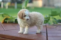 Tiny, a female Mountain Cur and Poodle - Toy  for sale in Macy, IN – 3 of 4