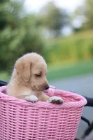 Sunny, a female Mountain Cur and Poodle - Toy  for sale in Macy, IN – 3 of 5