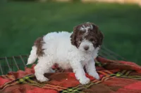 Spotty, a male Mountain Cur and Poodle - Toy  for sale in Macy, IN – 2 of 4