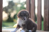 Tippy, a male Mountain Cur and Poodle - Toy  for sale in Macy, IN – 4 of 4