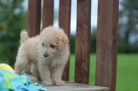 Sparky, a male Mountain Cur and Poodle - Toy  for sale in Macy, IN – 4 of 6