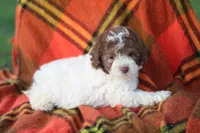 Spotty, a male Mountain Cur and Poodle - Toy  for sale in Macy, IN – 3 of 4
