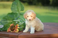 Tiny, a female Mountain Cur and Poodle - Toy  for sale in Macy, IN – 4 of 4