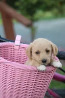 Sunny, a female Mountain Cur and Poodle - Toy  for sale in Macy, IN – 2 of 5