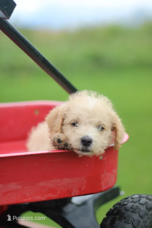 Buster – Mountain Cur, Poodle - Toy  puppy for sale in Macy, IN