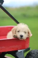 Buster, a male Mountain Cur and Poodle - Toy  for sale in Macy, IN – 1 of 4