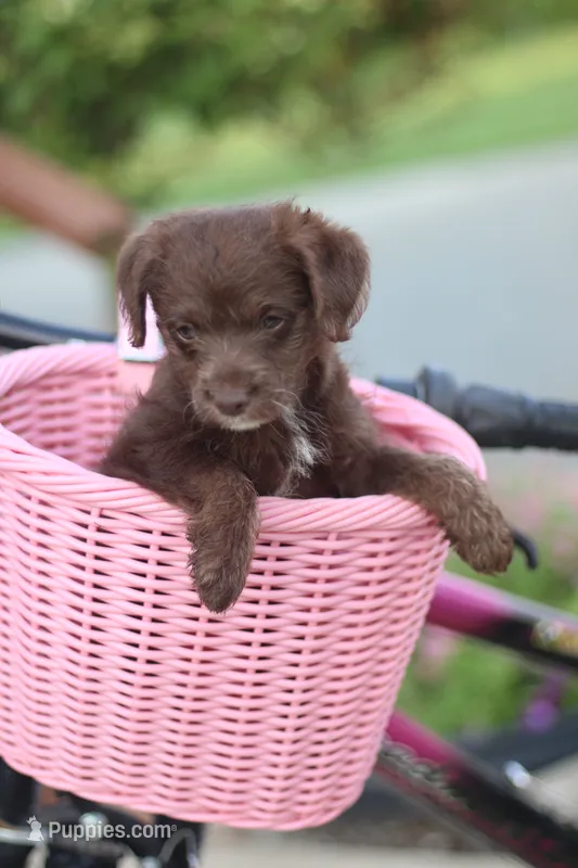 TRIXY – Mountain Cur, Poodle - Toy  puppy for sale in Macy, IN